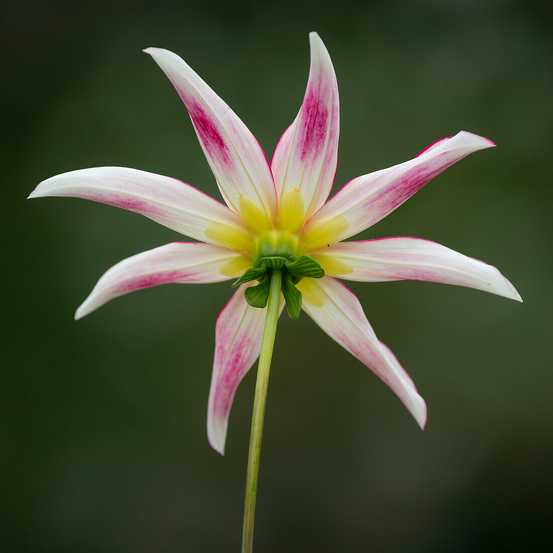 Honka Fragile dahlia, Vereinigtes Königreich, Europa