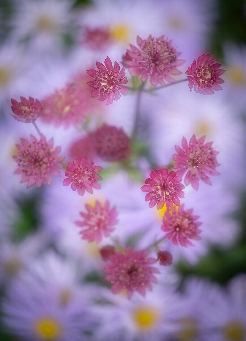 Astrantia with a background of Aster frikartii monch, United Kingdom, Europe