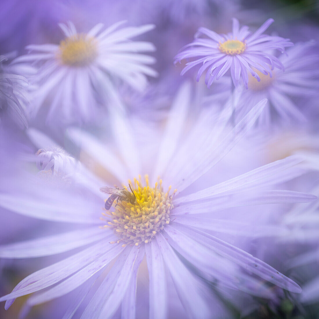 Aster frikartii monch, United Kingdom, Europe