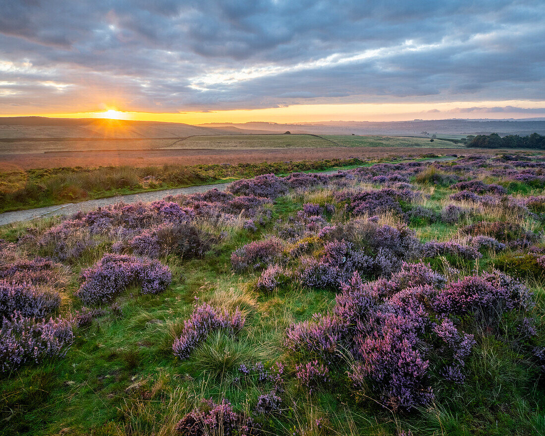 Blühendes Heidekraut (Calluna vulgaris) auf Curbar Gap bei Sonnenaufgang, Peak District National Park, Derbyshire, England, Vereinigtes Königreich, Europa