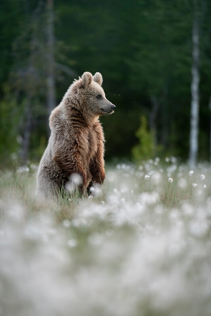 Eurasian brown bear (Ursus arctos arctos) standing in flowering cotton grass (Eriophorum angustifolium), Finland, Europe
