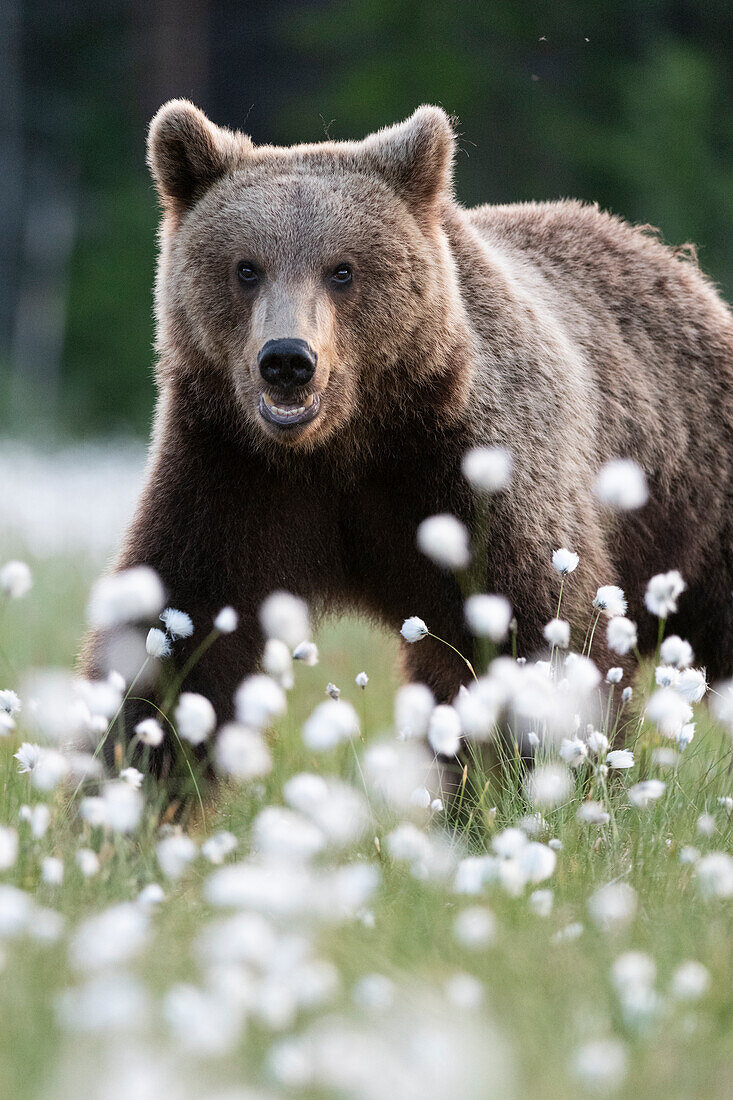 Braunbär (Ursus arctos arctos) in einem Sumpf mit blühendem Wollgras (Eriophorum angustifolium), Finnland, Europa