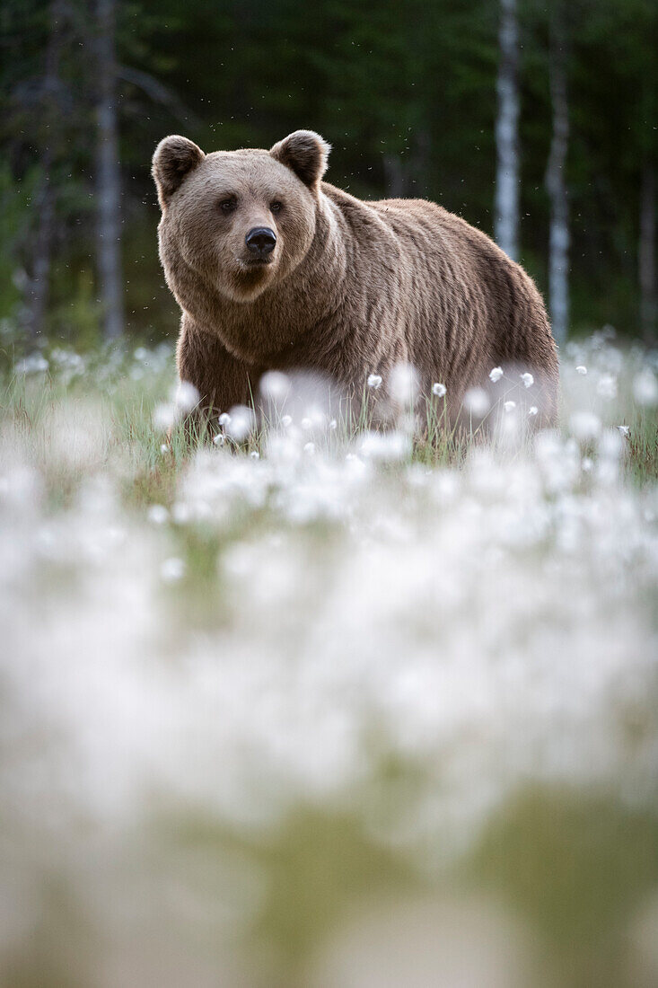 Braunbär (Ursus arctos arctos) in einem Sumpf mit blühendem Wollgras (Eriophorum angustifolium), Finnland, Europa