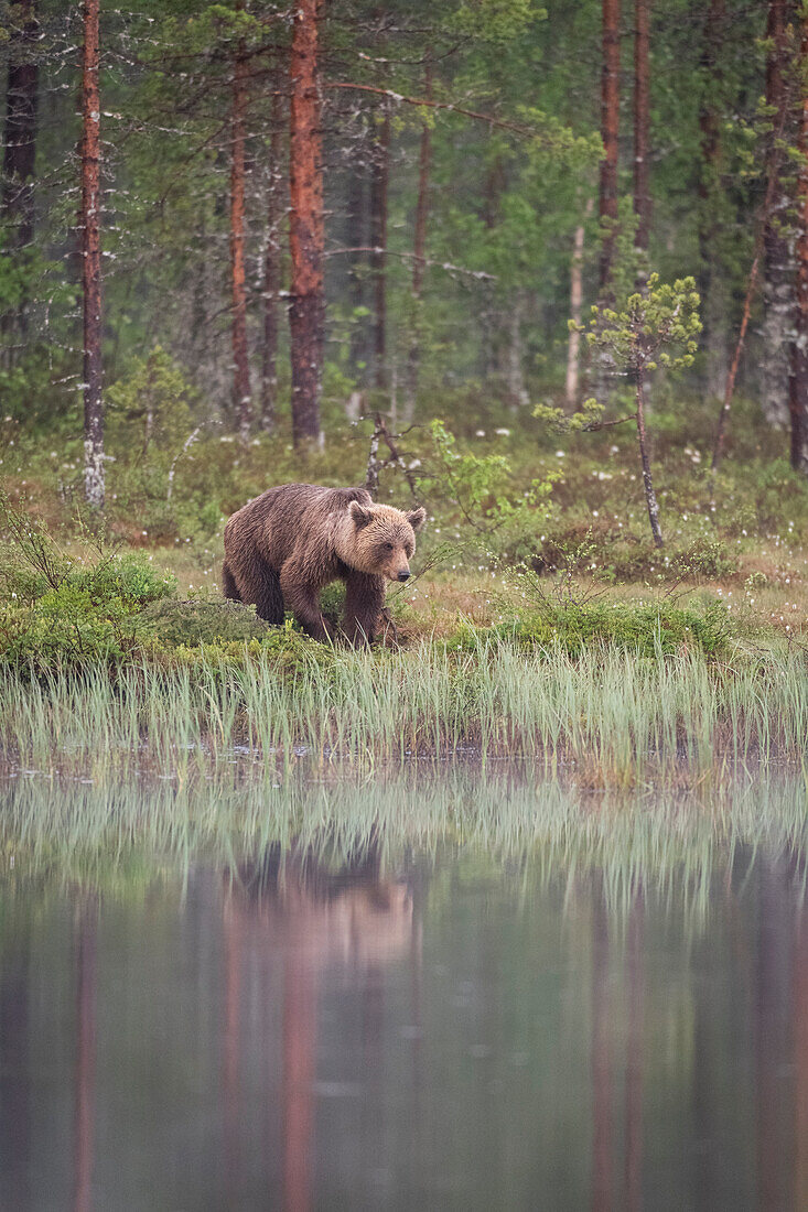 Eurasian brown bear (Ursus arctos arctos) beside lake, Finland, Europe