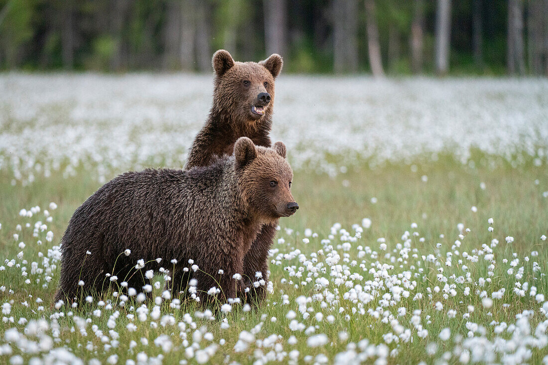 Eurasian brown bear (Ursus arctos arctos) cubs in swamp filled with flowering cotton grass, Finland, Europe