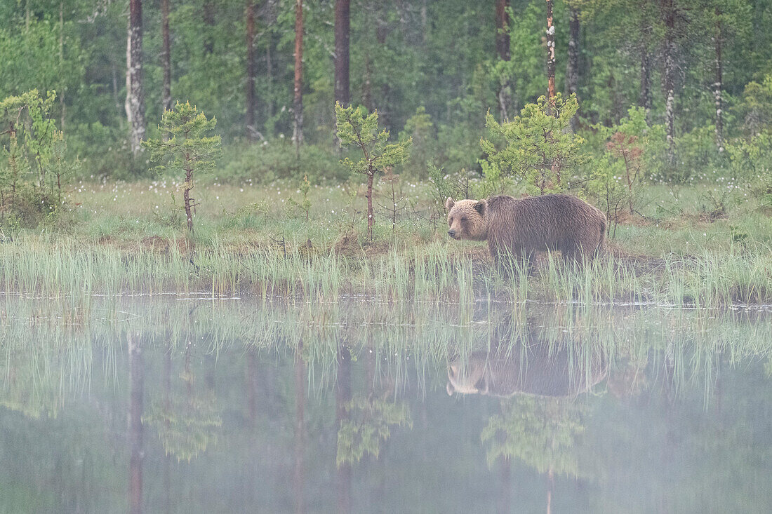 Eurasian brown bear (Ursus arctos arctos) beside lake in morning mist, Finland, Europe