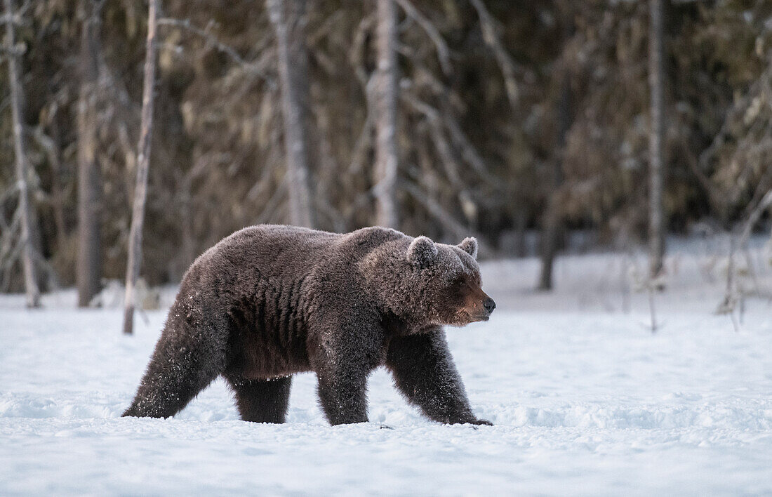 Eurasian brown bear (Ursus arctos arctos) covered in frost on snow covered swamp, Finland, Europe