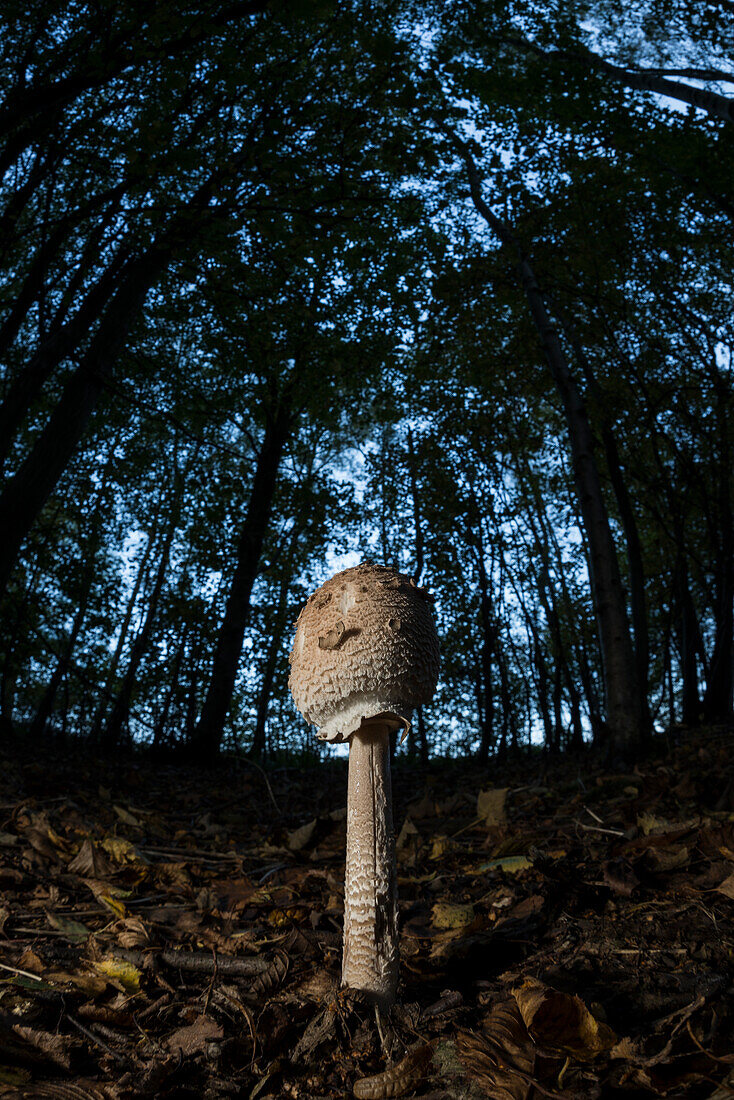 Schlanker Parasol (Macrolepiota mastoidea) Pilz, frühes Stadium, wächst in Buchenwald, Vereinigtes Königreich, Europa
