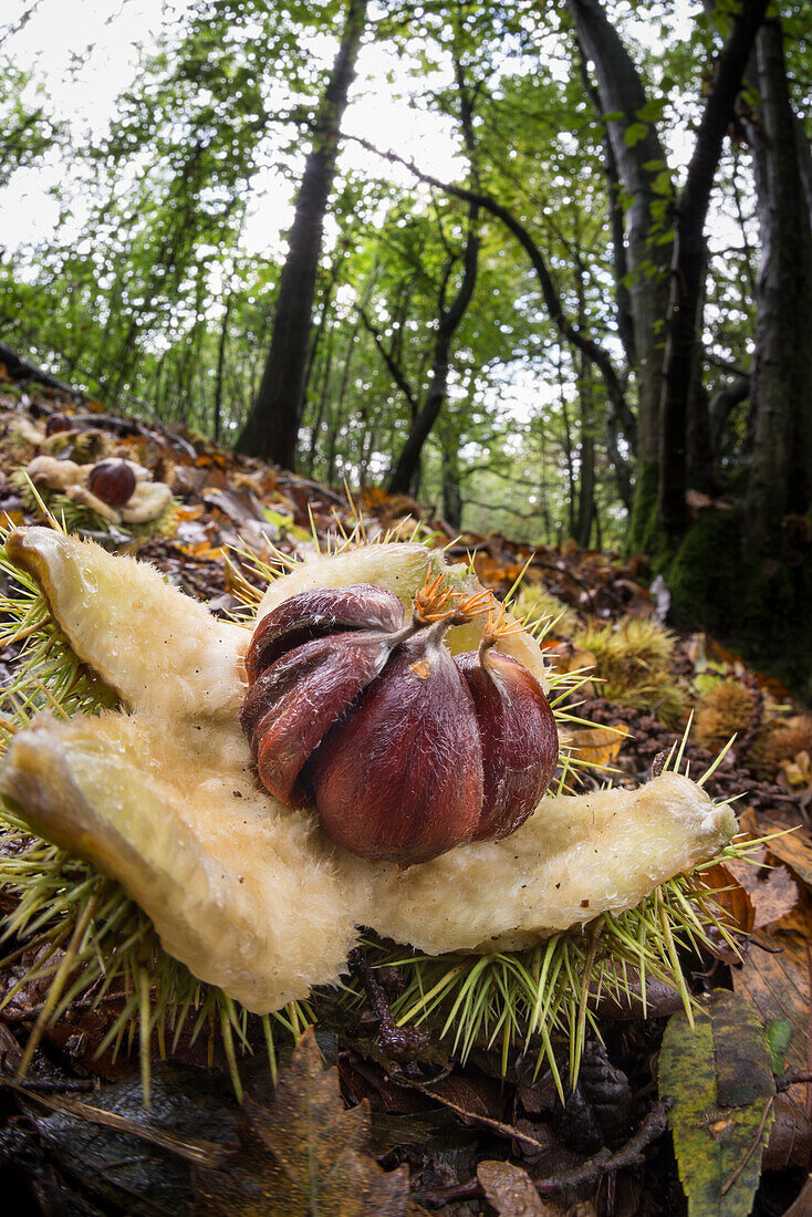 Edelkastanie (Castanea sativa), offene Früchte, in der Laubstreu auf dem Waldboden, Vereinigtes Königreich, Europa