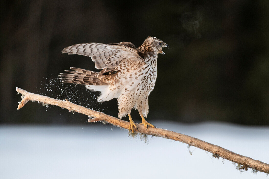 Goshawk (Accipiter gentilis), young male, calling, Finland, Europe