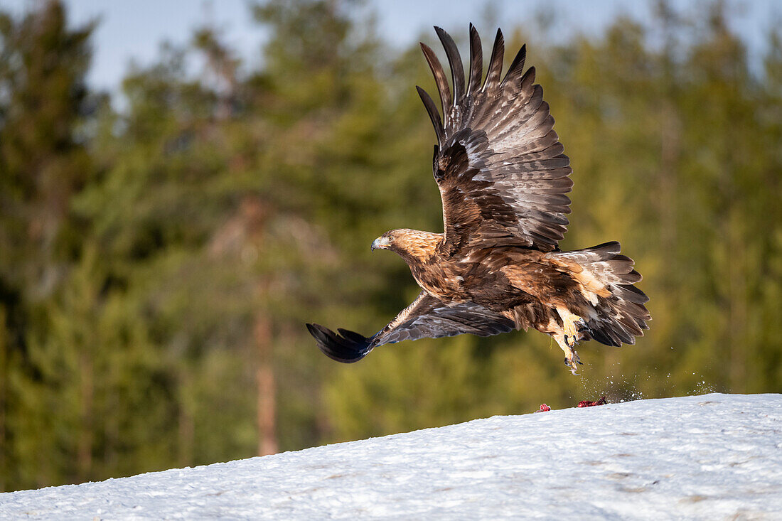Steinadler (Aquila chrysaetos) beim Abflug, Finnland, Europa