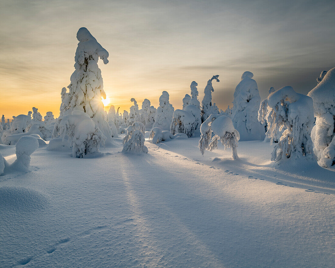 Gefrorene Bäume (Tykky) und Schneehasenspuren auf dem Kuntivaara-Fjell, Finnland, Europa
