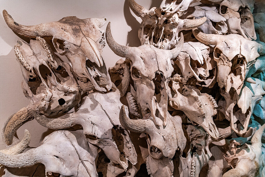 Buffalo skulls and bones in the Museum of the UNESCO Site of Head Smashed in Buffalo Jump, Alberta, Canada, North America