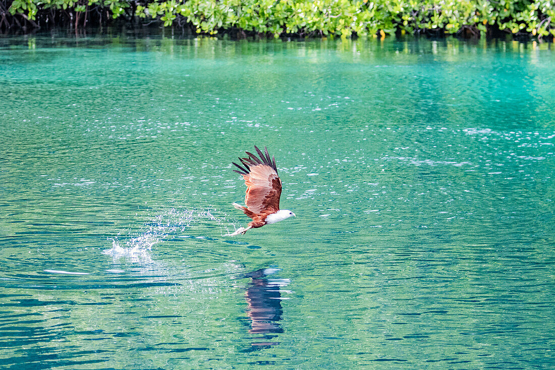 Ein erwachsener Brahminenmilan (Haliastur indus), beim Fischfang auf Batu Hatrim, Raja Ampat, Indonesien, Südostasien, Asien