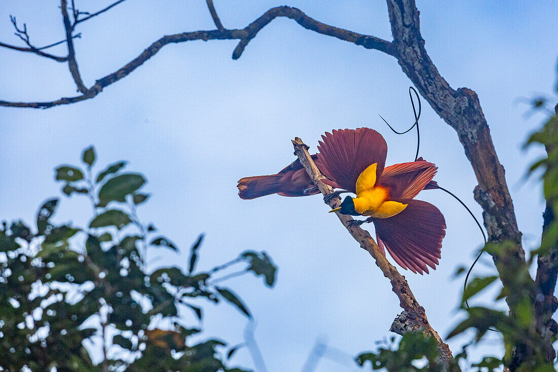 Ein Paar erwachsener Roter Paradiesvögel (Paradisaea rubra), bei der Balz auf der Insel Gam, Raja Ampat, Indonesien, Südostasien, Asien