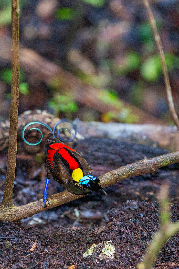 A male Wilson's bird-of-paradise (Cicinnurus respublica), in courtship display on Waigeo Island, Raja Ampat, Indonesia, Southeast Asia, Asia