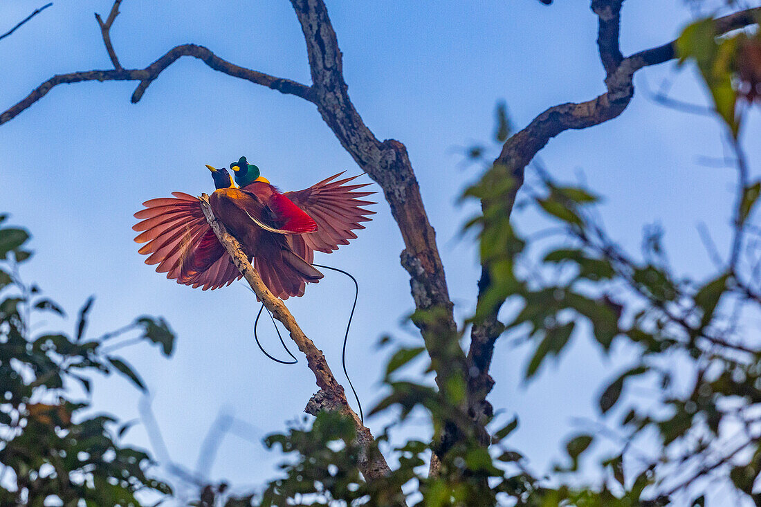 A pair of adult red birds-of-paradise (Paradisaea rubra), in courtship display on Gam Island, Raja Ampat, Indonesia, Southeast Asia, Asia