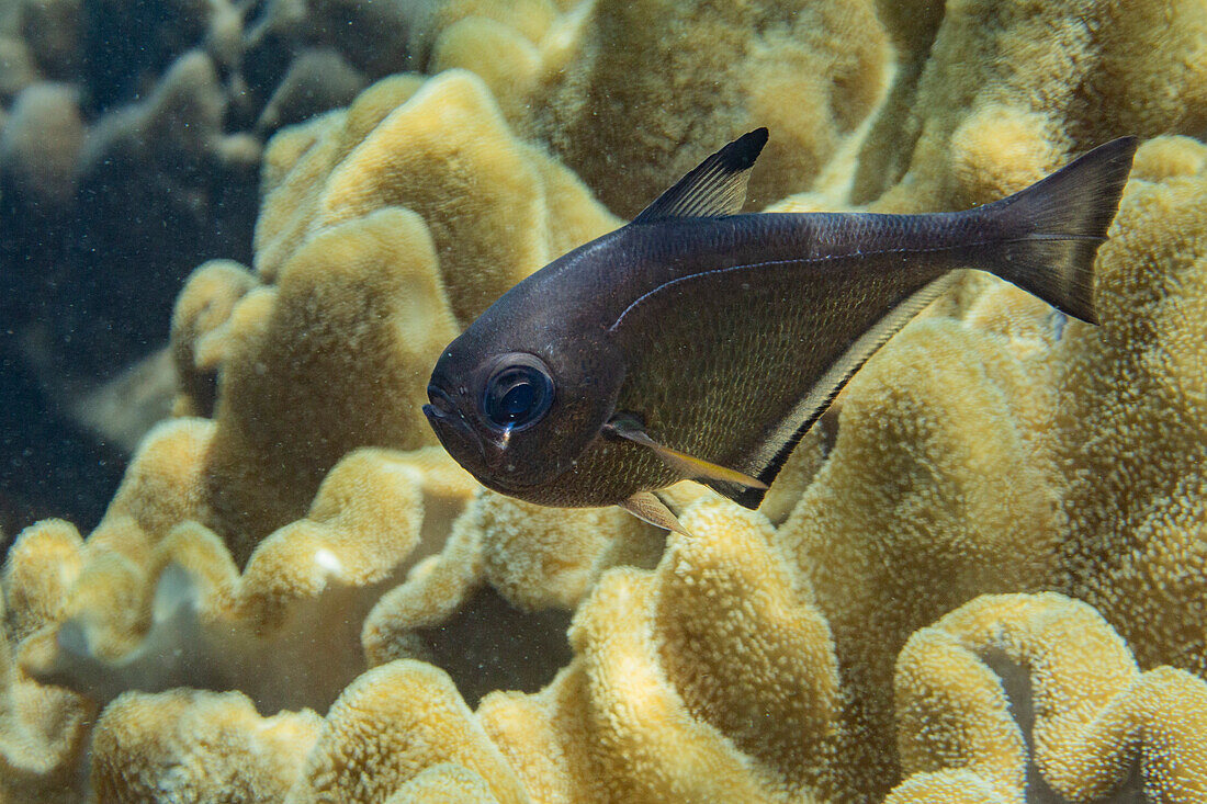 An adult Vanikoro sweeper (Pempheris vanicolensis), on the reef off Bangka Island, Indonesia, Southeast Asia, Asia