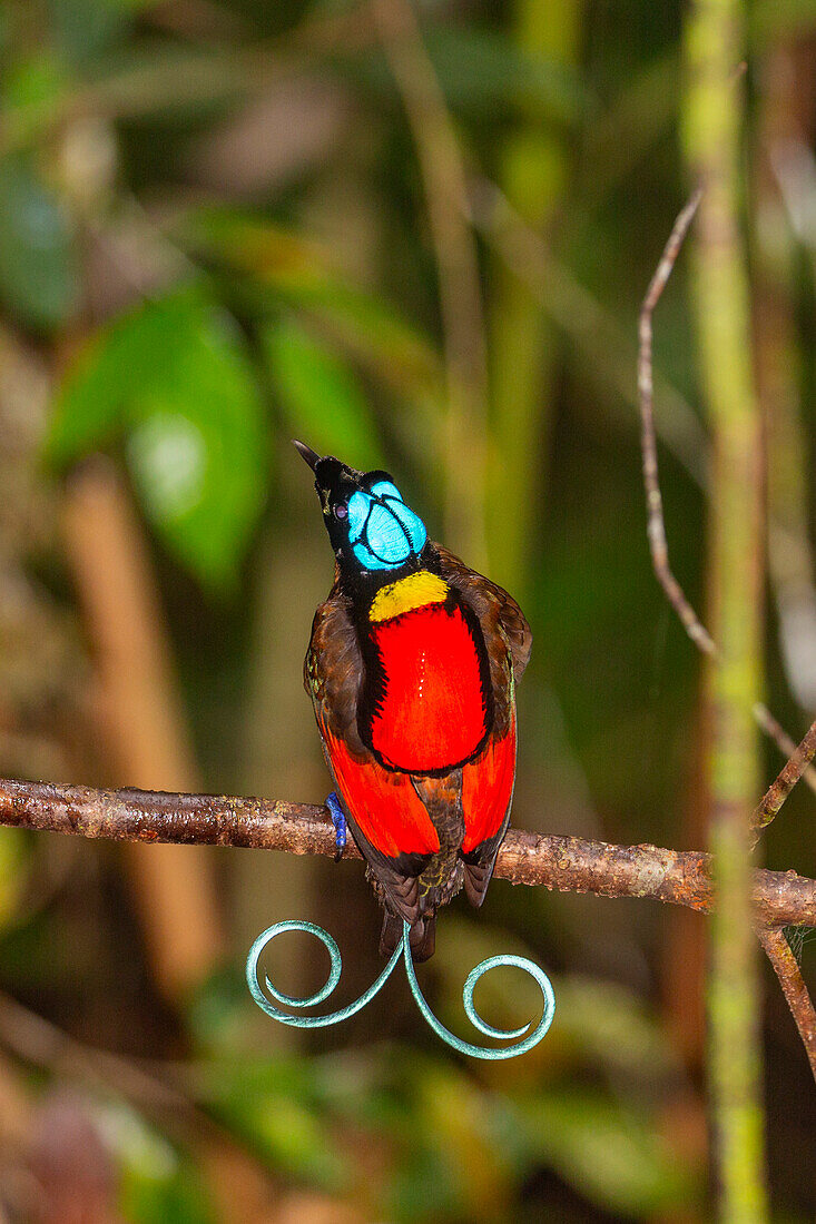 A male Wilson's bird-of-paradise (Cicinnurus respublica), in courtship display on Waigeo Island, Raja Ampat, Indonesia, Southeast Asia, Asia