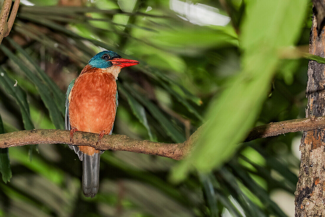 Ein erwachsener Storchenschnabeleisvogel (Pelargopsis capensis), sitzt im Tangkoko National Preserve auf der Insel Sulawesi, Indonesien, Südostasien, Asien