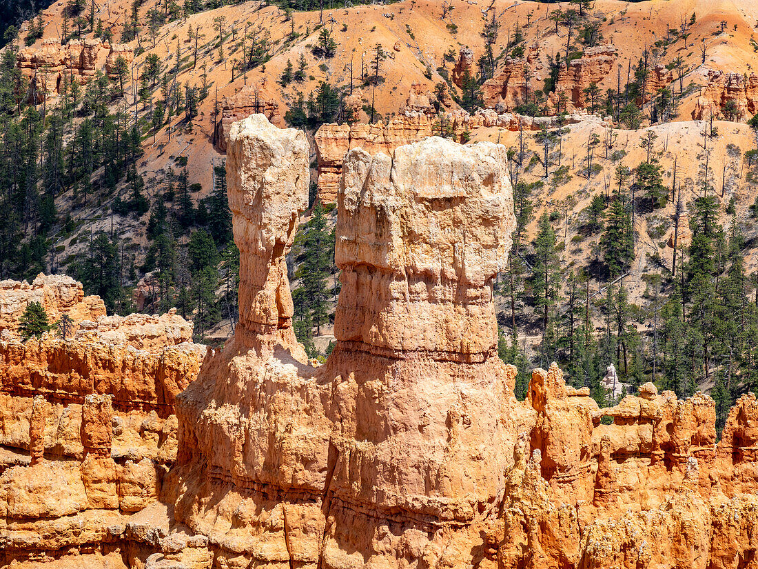 Red rock formations known as hoodoos in Bryce Canyon National Park, Utah, United States of America, North America