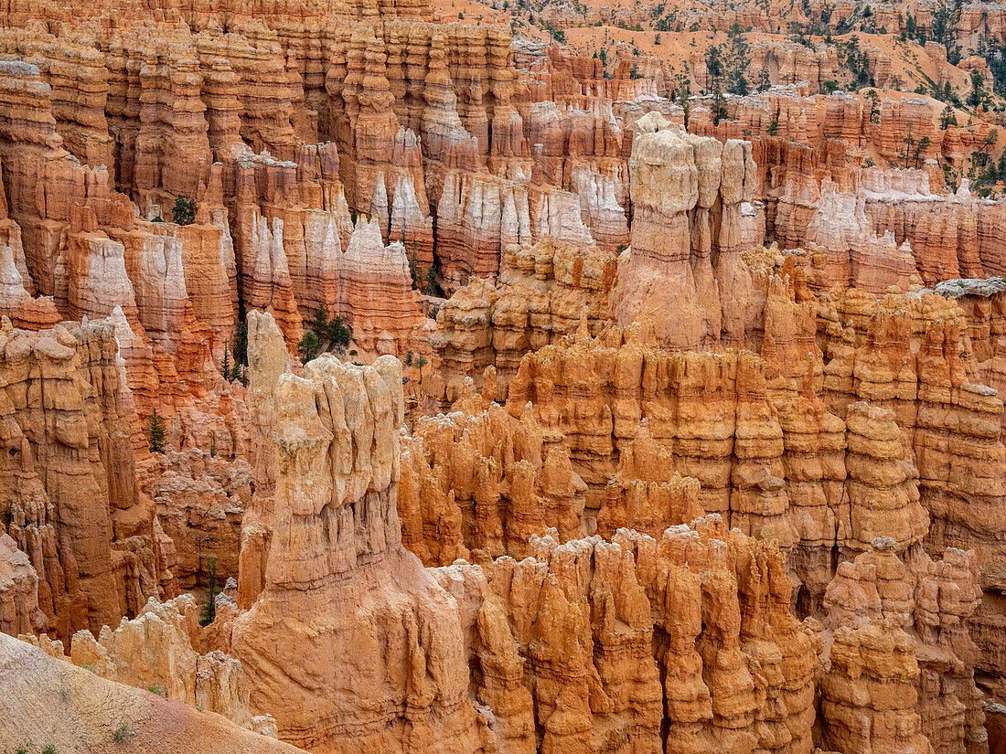 Rote Felsformationen, die als Hoodoos bekannt sind, im Bryce Canyon National Park, Utah, Vereinigte Staaten von Amerika, Nordamerika