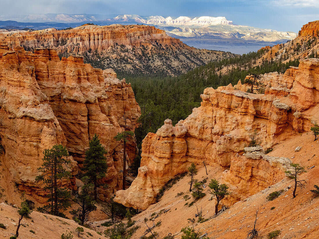 Rote Felsformationen, die als Hoodoos bekannt sind, im Bryce Canyon National Park, Utah, Vereinigte Staaten von Amerika, Nordamerika