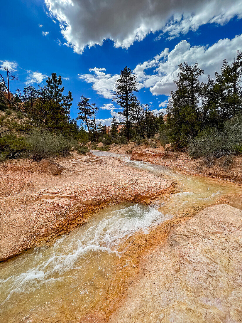 Ein Bach, der durch den Mossy Cave Trail im Bryce Canyon National Park, Utah, Vereinigte Staaten von Amerika, Nordamerika, fließt