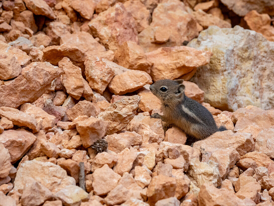 A young golden-mantled ground squirrel (Callospermophilus lateralis), in Bryce Canyon National Park, Utah, United States of America, North America