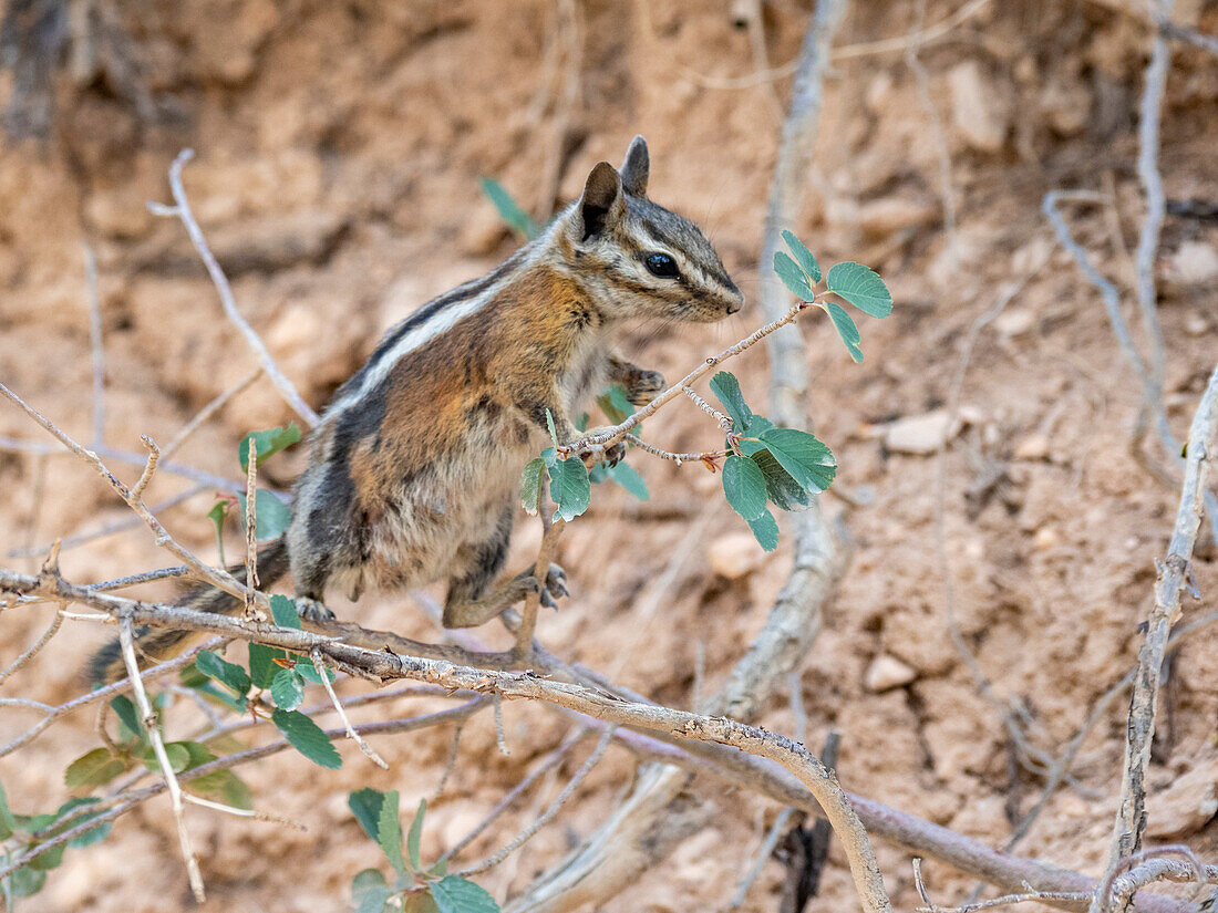 Ein ausgewachsenes Uinta-Streifenhörnchen (Neotamias umbrinus), im Bryce Canyon National Park, Utah, Vereinigte Staaten von Amerika, Nordamerika