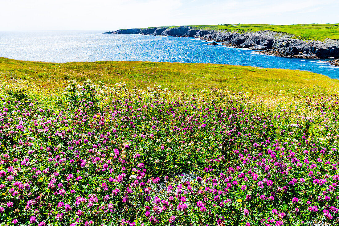 Wildnisgebiet, Mistaken Point, UNESCO-Welterbestätte, Avalon-Halbinsel, Neufundland, Kanada, Nordamerika