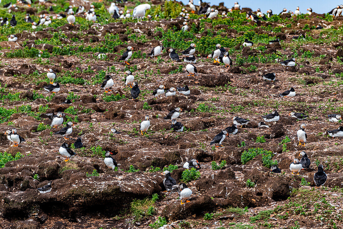 Close up of Puffins, Puffin bird viewing site in Elliston, Bonavista Peninsula, Newfoundland, Canada, North America