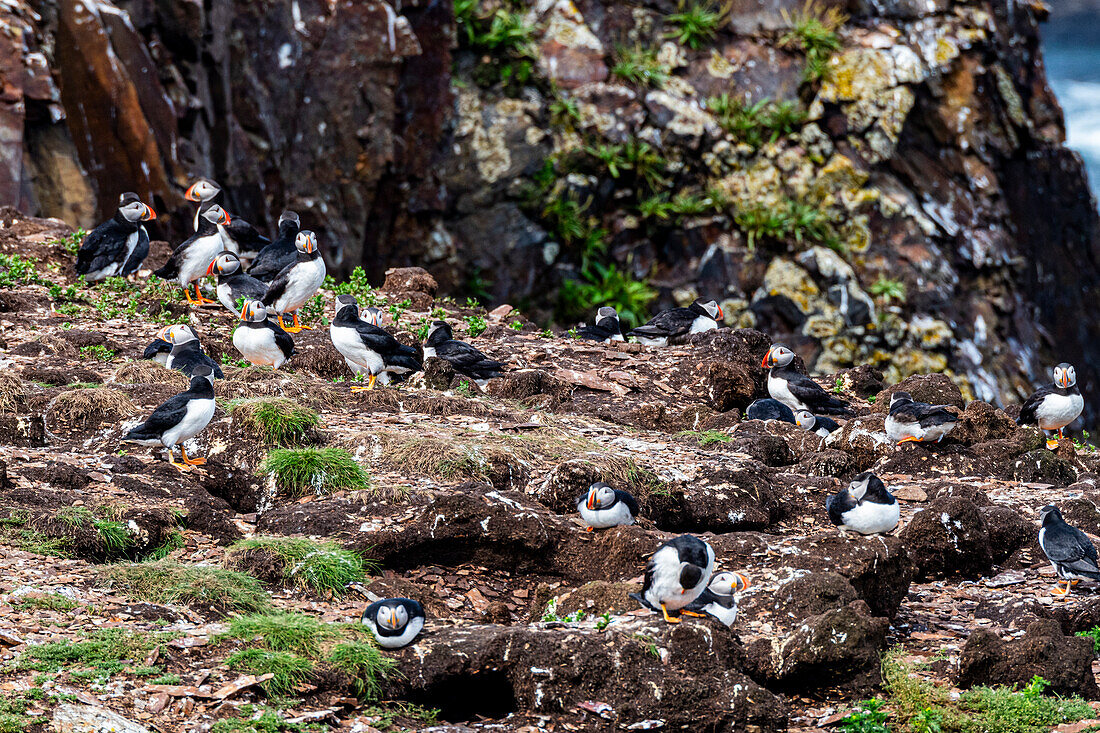 Nahaufnahme eines Papageientauchers, Papageientaucher-Beobachtungsstelle in Elliston, Bonavista-Halbinsel, Neufundland, Kanada, Nordamerika