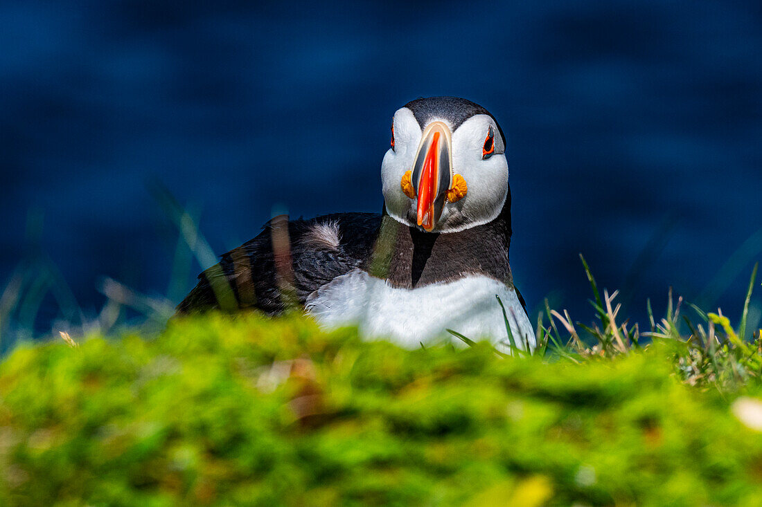 Nahaufnahme eines Papageientauchers, Papageientaucher-Vogelbeobachtungsplatz in Elliston, Bonavista-Halbinsel, Neufundland, Kanada, Nordamerika