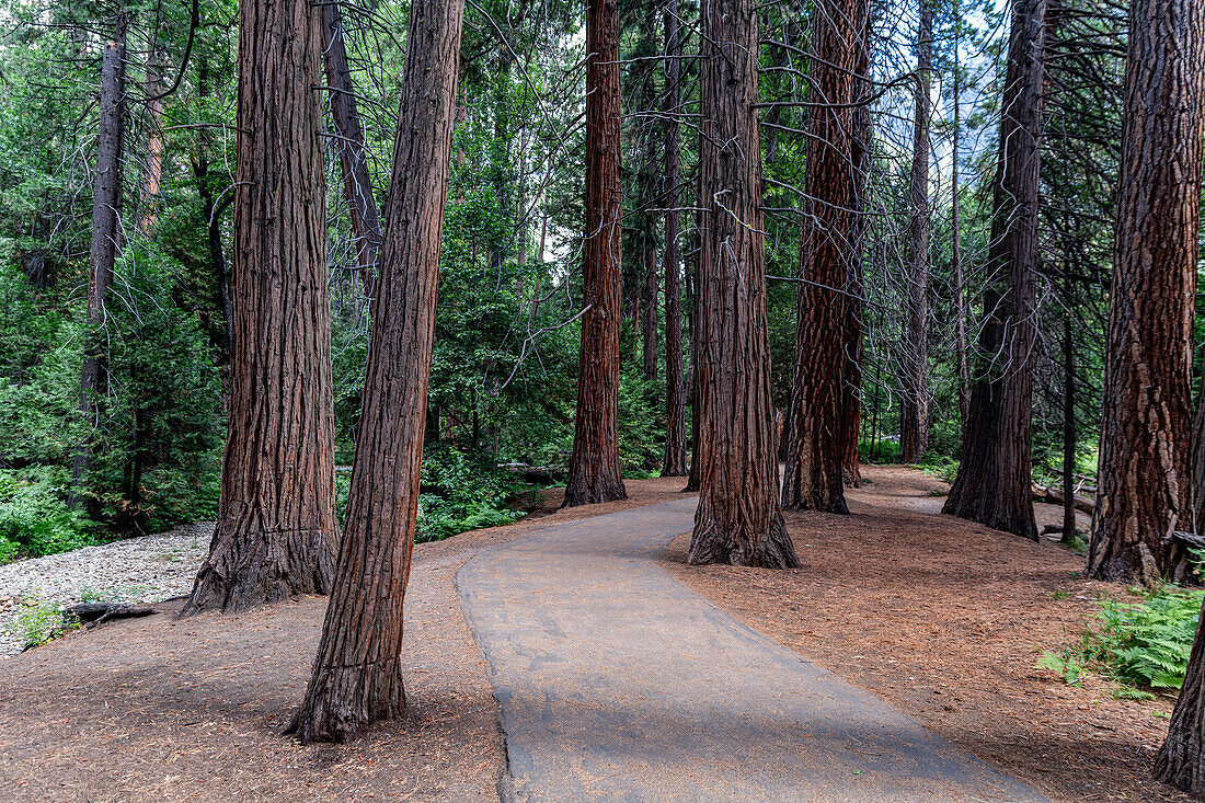 Sequoia-Bäume im Yosemite-Nationalpark, UNESCO-Weltnaturerbe, Kalifornien, Vereinigte Staaten von Amerika, Nordamerika