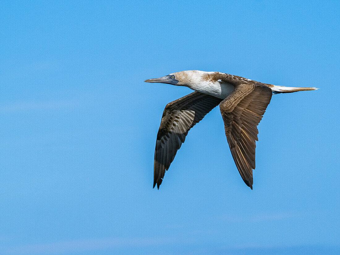 Adult Blue-footed booby (Sula nebouxii), in flight on North Seymour Island, Galapagos Islands, UNESCO World Heritage Site, Ecuador, South America