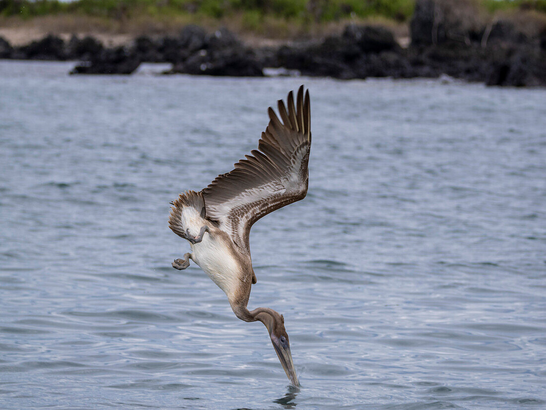 Juvenile brown pelican (Pelecanus occidentalis), plunge diving in Urbina Bay, Galapagos Islands, UNESCO World Heritage Site, Ecuador, South America