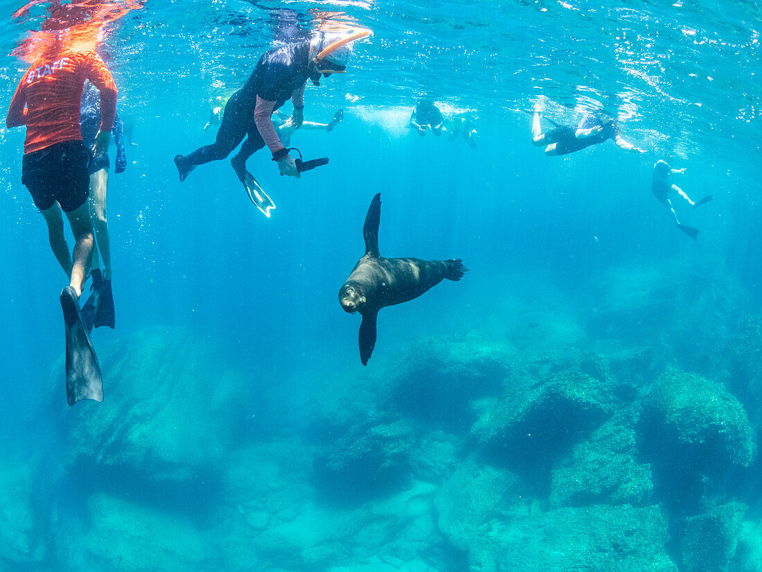 Galapagos sea lion (Zalophus wollebaeki), with snorkelers underwater on Santiago Island, Galapagos Islands, UNESCO World Heritage Site, Ecuador, South America