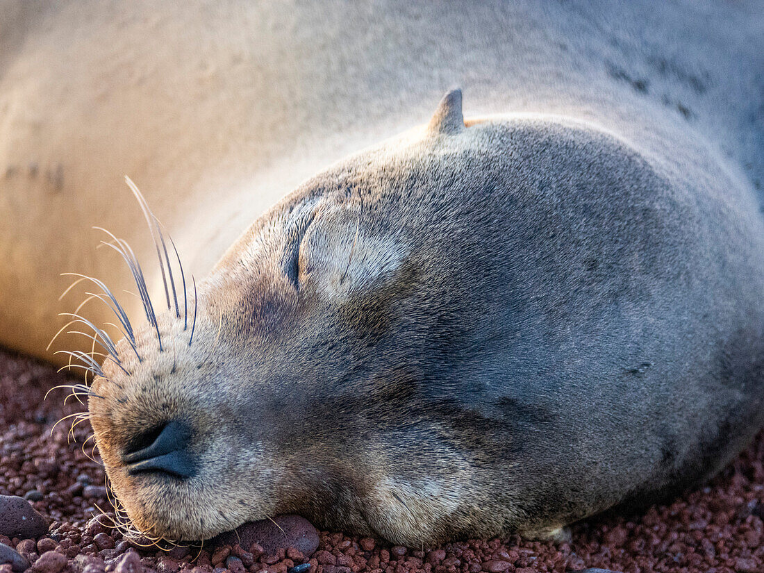 Erwachsener weiblicher Galapagos-Seelöwe (Zalophus wollebaeki), Gesichtsausschnitt auf der Insel Rabida, Galapagos-Inseln, UNESCO-Welterbe, Ecuador, Südamerika