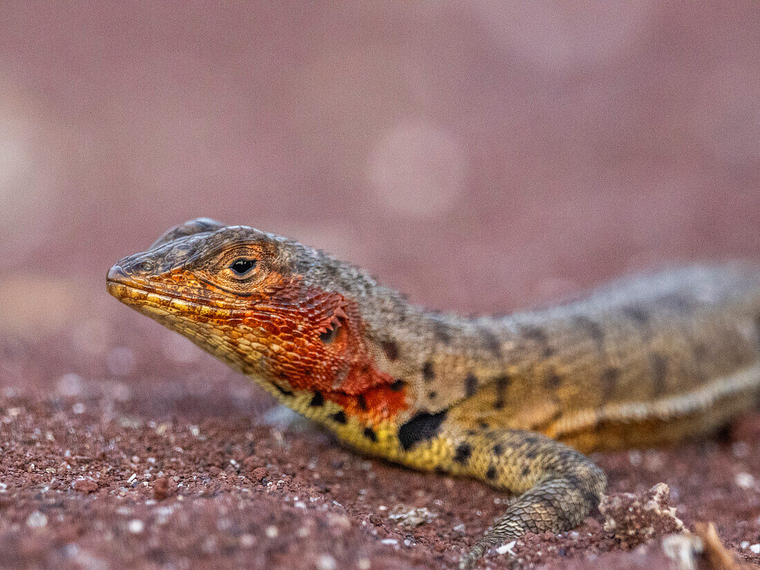 Adult female Galapagos lava lizard (Microlophus albemarlensis), on Rabida Island, Galapagos Islands, UNESCO World Heritage Site, Ecuador, South America