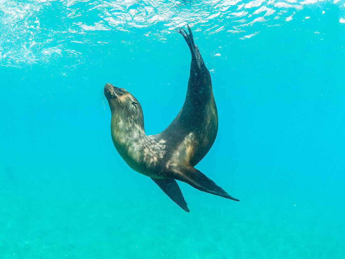 Galapagos-Seelöwe (Zalophus wollebaeki), beim Unterwasserspiel, Punta Pitt, Insel San Cristobal, Galapagos-Inseln, UNESCO-Weltnaturerbe, Ecuador, Südamerika