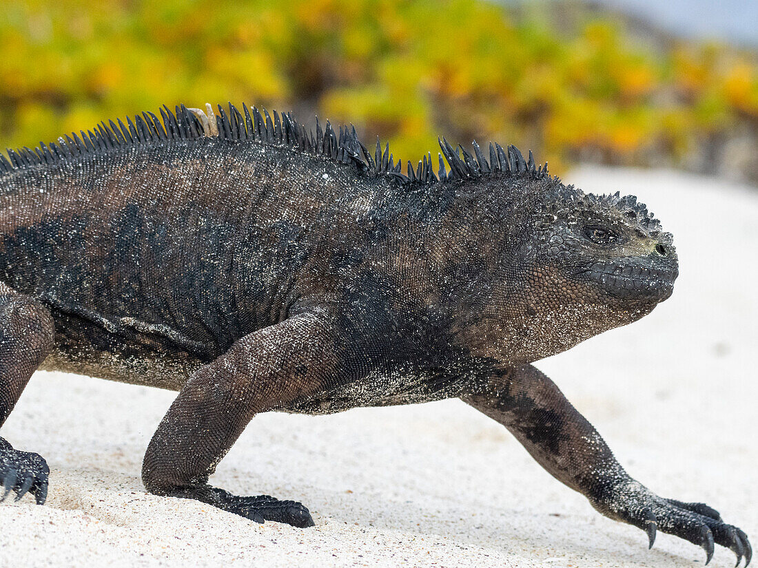 Adult Galapagos marine iguana (Amblyrhynchus cristatus), on the beach at Cerro Brujo Beach, San Cristobal Island, Galapagos Islands, UNESCO World Heritage Site, Ecuador, South America