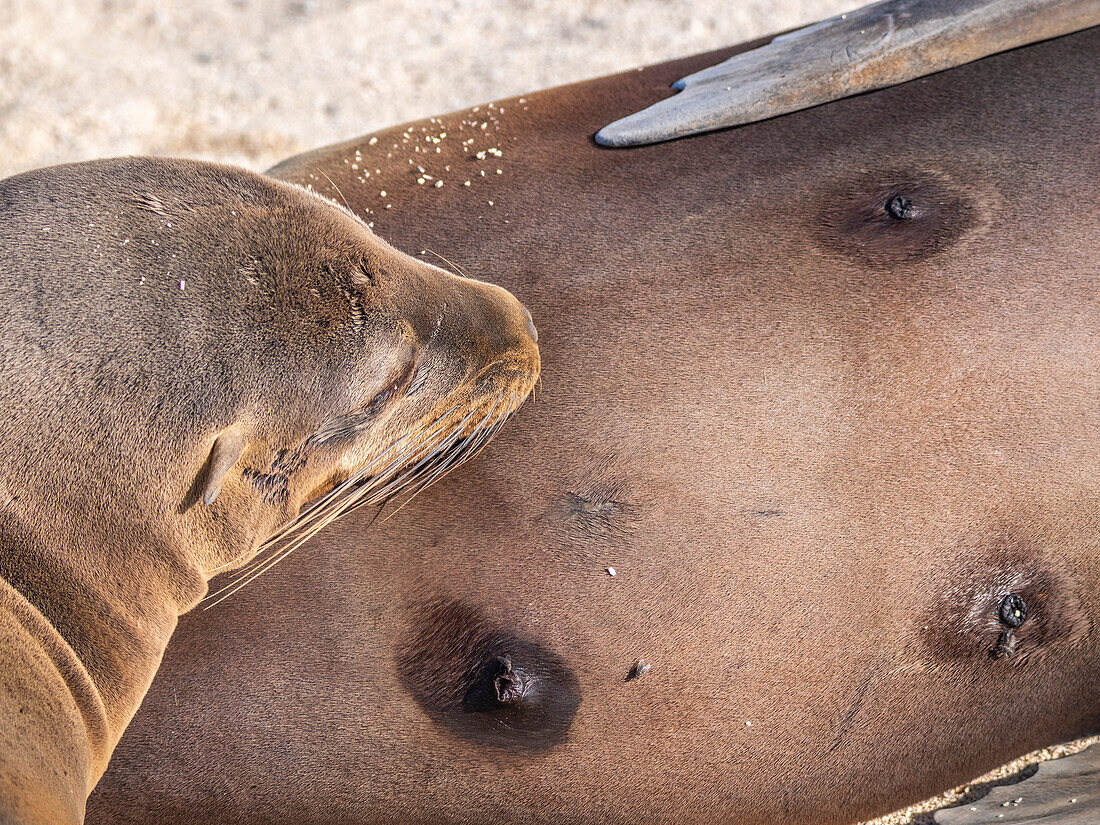 Galapagos sea lion (Zalophus wollebaeki) pup nursing from mom on North Seymour Island, Galapagos Islands, UNESCO World Heritage Site, Ecuador, South America