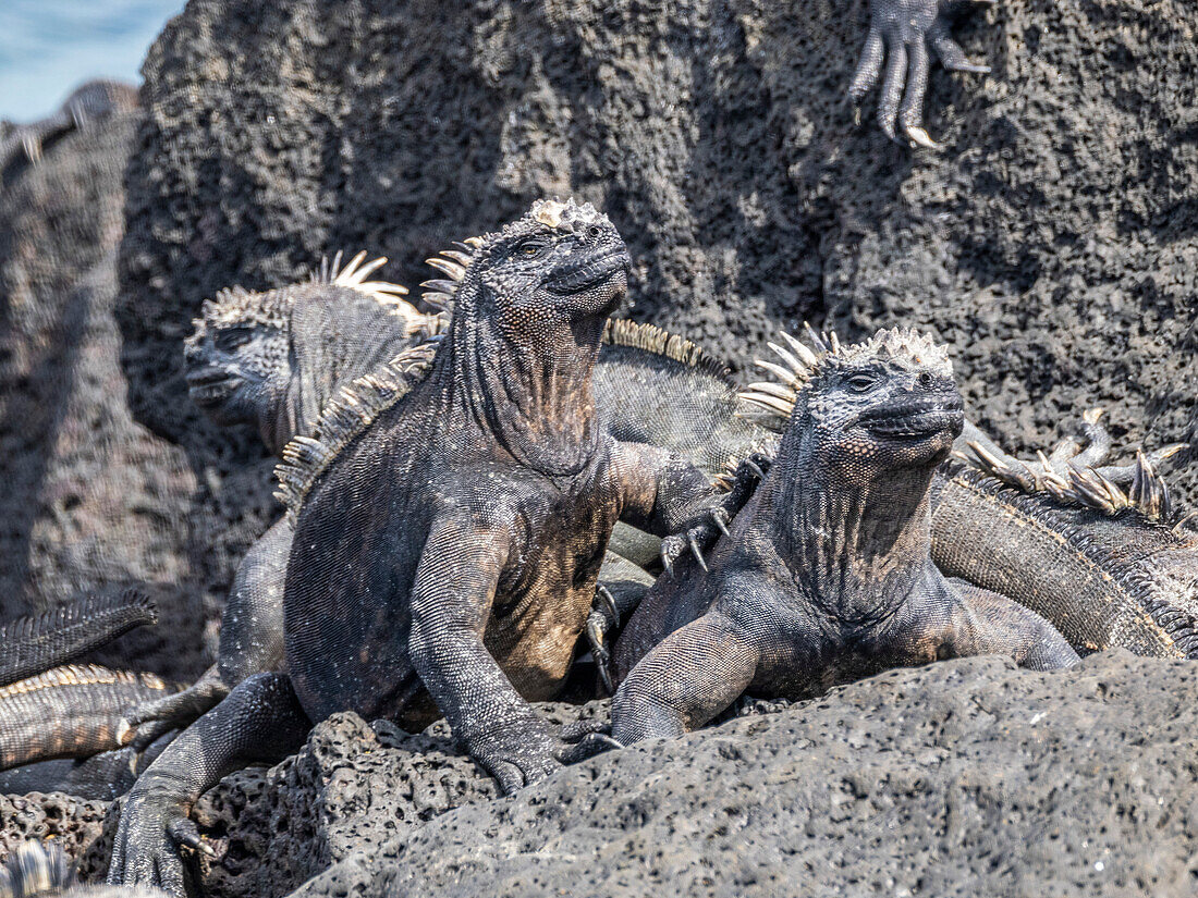 Ausgewachsene Galapagos-Meeresleguane (Amblyrhynchus cristatus), sonnen sich auf der Insel Fernandina, Galapagos-Inseln, UNESCO-Welterbe, Ecuador, Südamerika