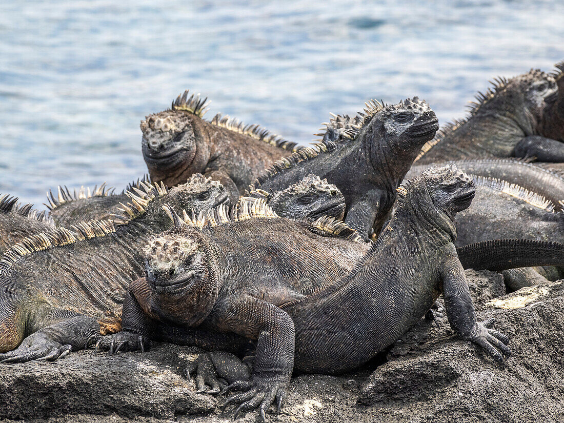 Adult Galapagos marine iguanas (Amblyrhynchus cristatus), basking on Fernandina Island, Galapagos Islands, UNESCO World Heritage Site, Ecuador, South America