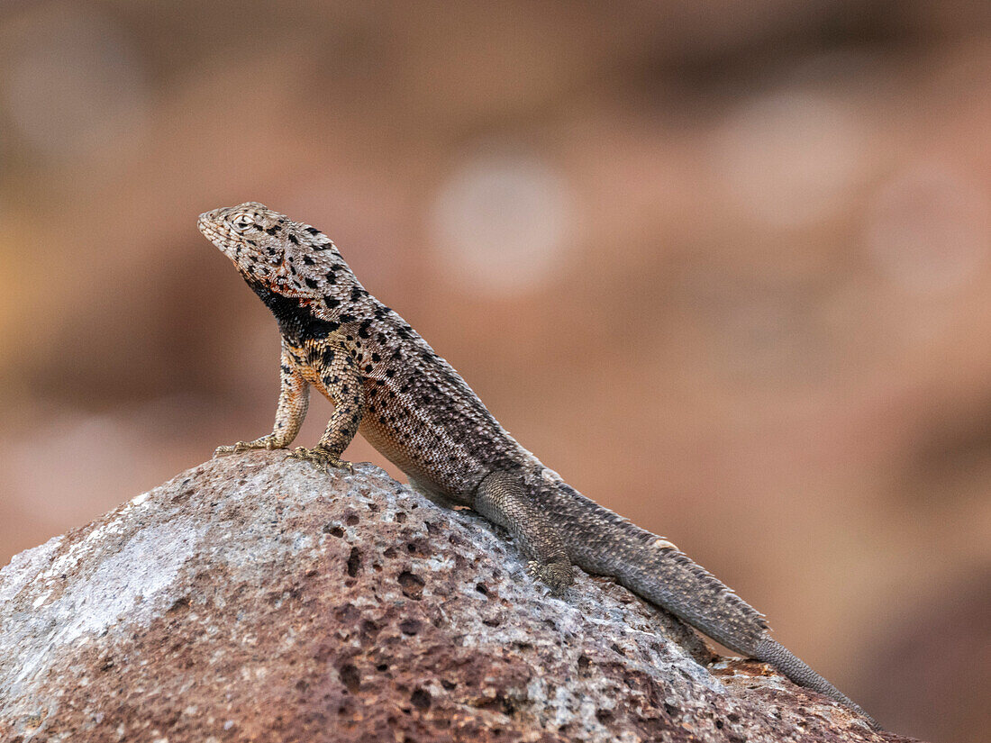 Adult male Galapagos lava lizard (Microlophus albemarlensis), on North Seymour Island, Galapagos Islands, UNESCO World Heritage Site, Ecuador, South America