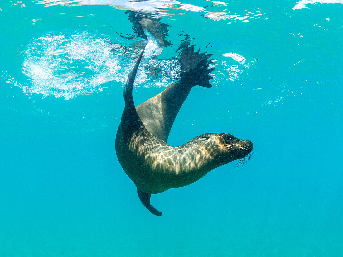 Galapagos-Seelöwe (Zalophus wollebaeki) beim Unterwasserspiel, Punta Pitt, San Cristobal Insel, Galapagos Inseln, UNESCO Weltnaturerbe, Ecuador, Südamerika