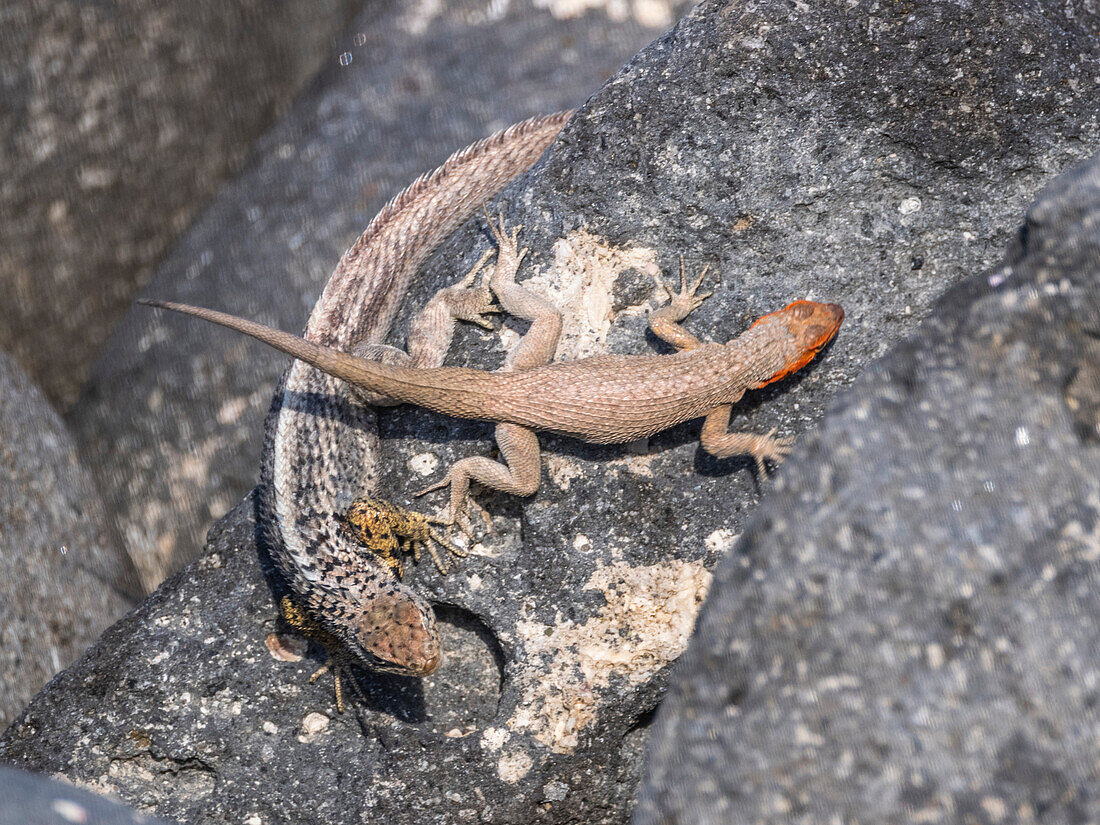 Galapagos-Lavaeidechsenpaar (Microlophus albemarlensis) bei der Balz auf der Insel North Seymour, Galapagos-Inseln, UNESCO-Weltnaturerbe, Ecuador, Südamerika