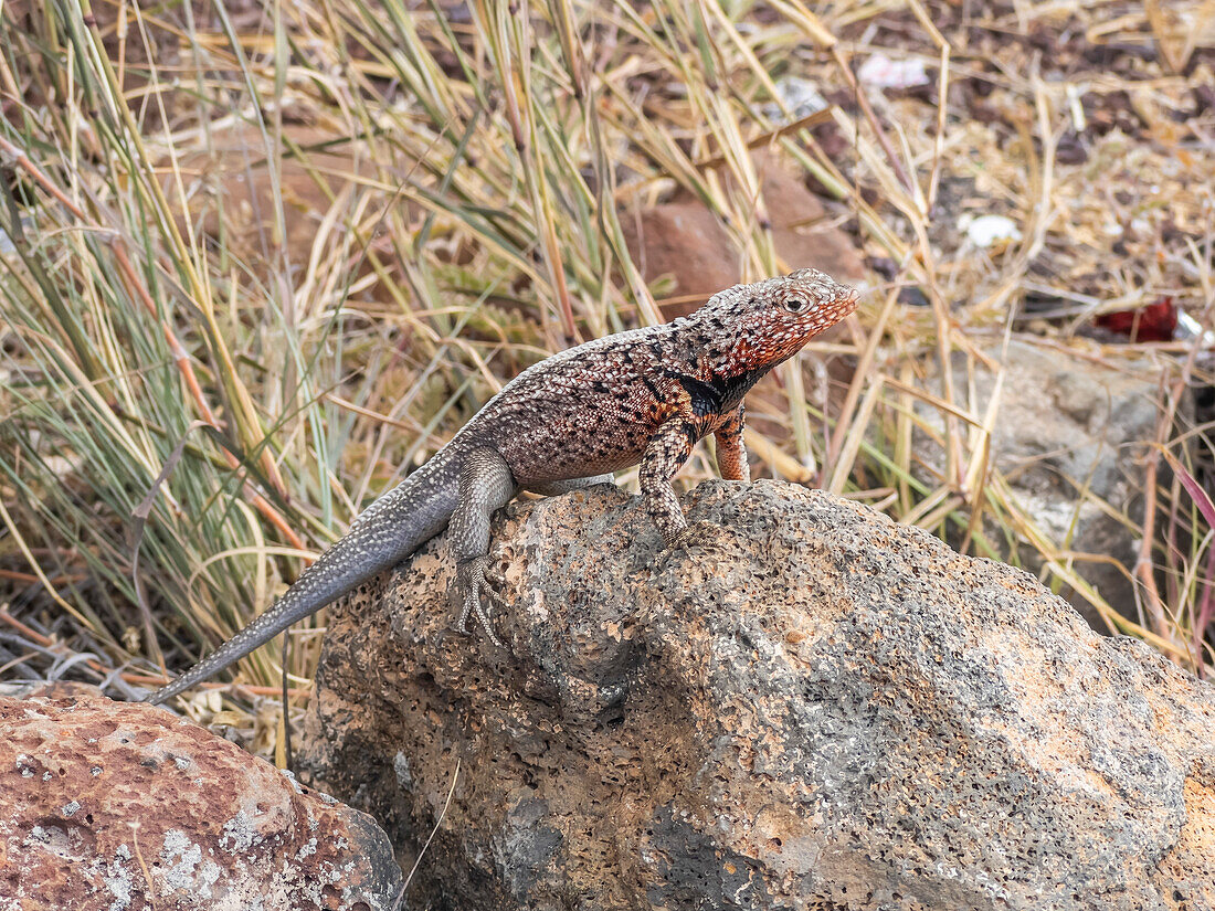 Adult male Galapagos lava lizard (Microlophus albemarlensis), Santa Cruz Island, Galapagos Islands, UNESCO World Heritage Site, Ecuador, South America
