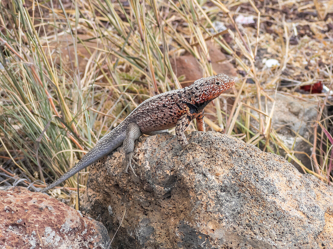 Ausgewachsene männliche Galapagos-Lavaeidechse (Microlophus albemarlensis), Santa-Cruz-Insel, Galapagos-Inseln, UNESCO-Weltnaturerbe, Ecuador, Südamerika